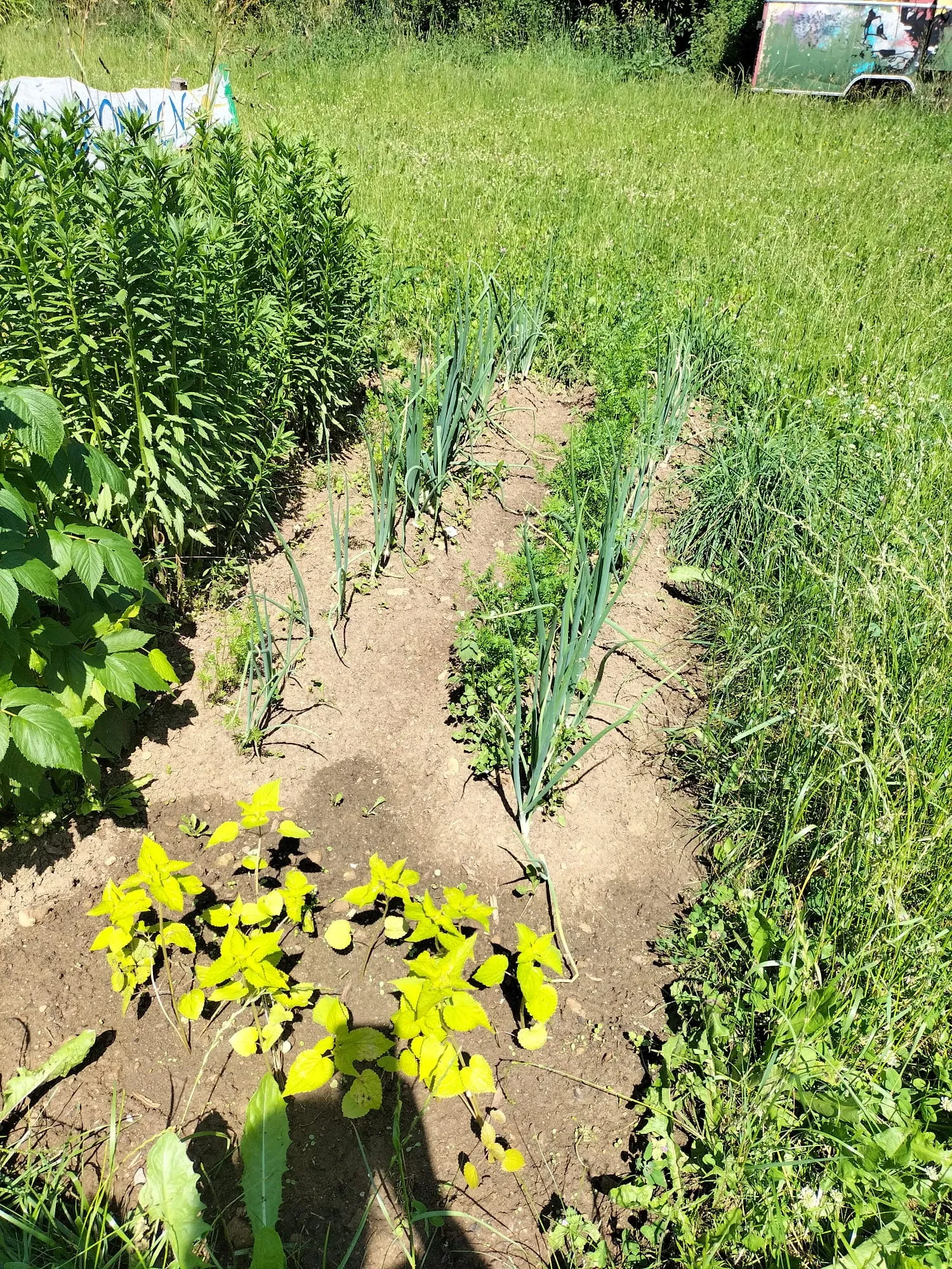 Unsere Gartenbeete