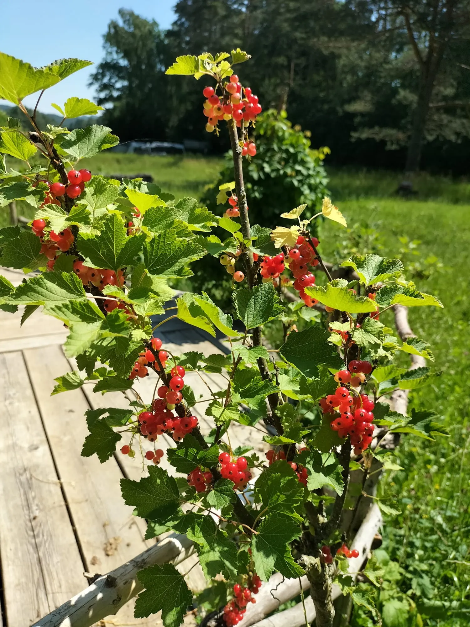 Rote Johannisbeeren