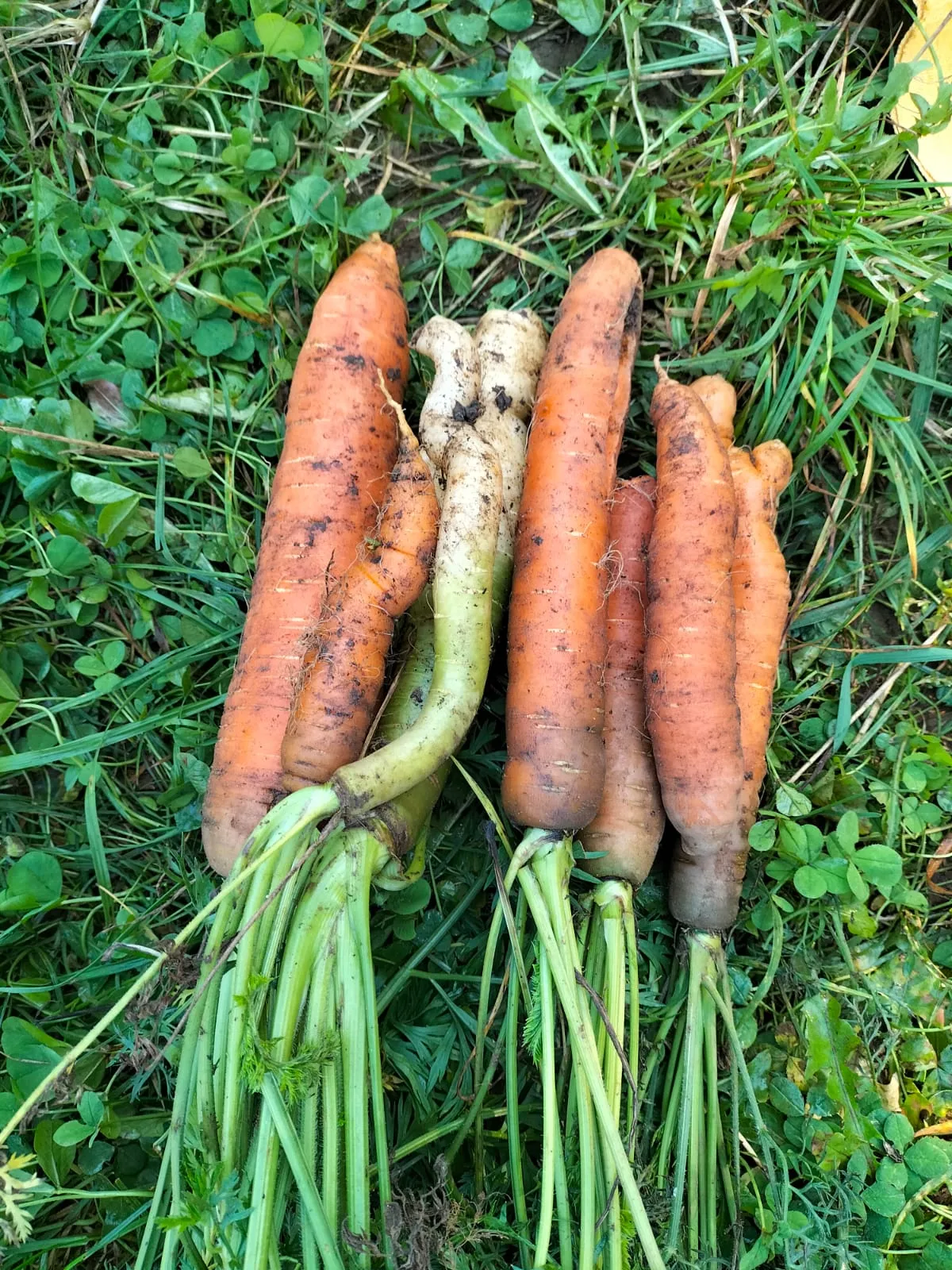 Frisch geerntete Karotten