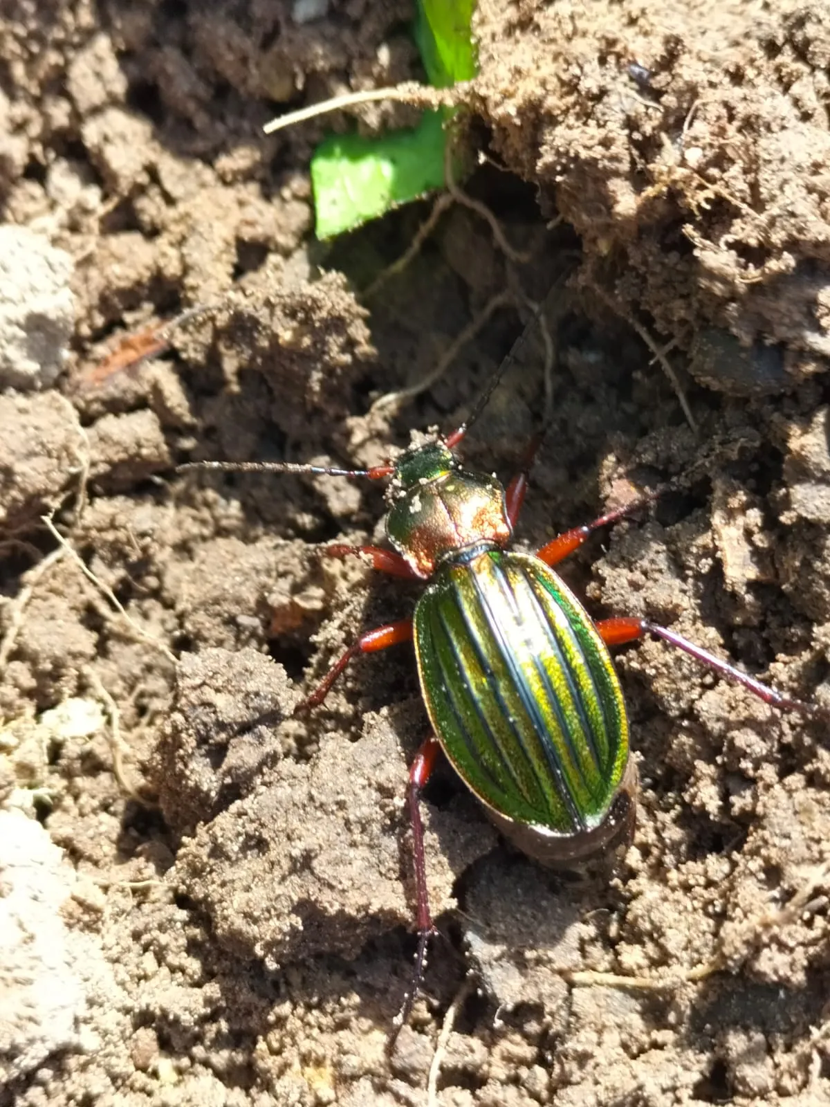 Ein Käfer im Kartoffelbeet