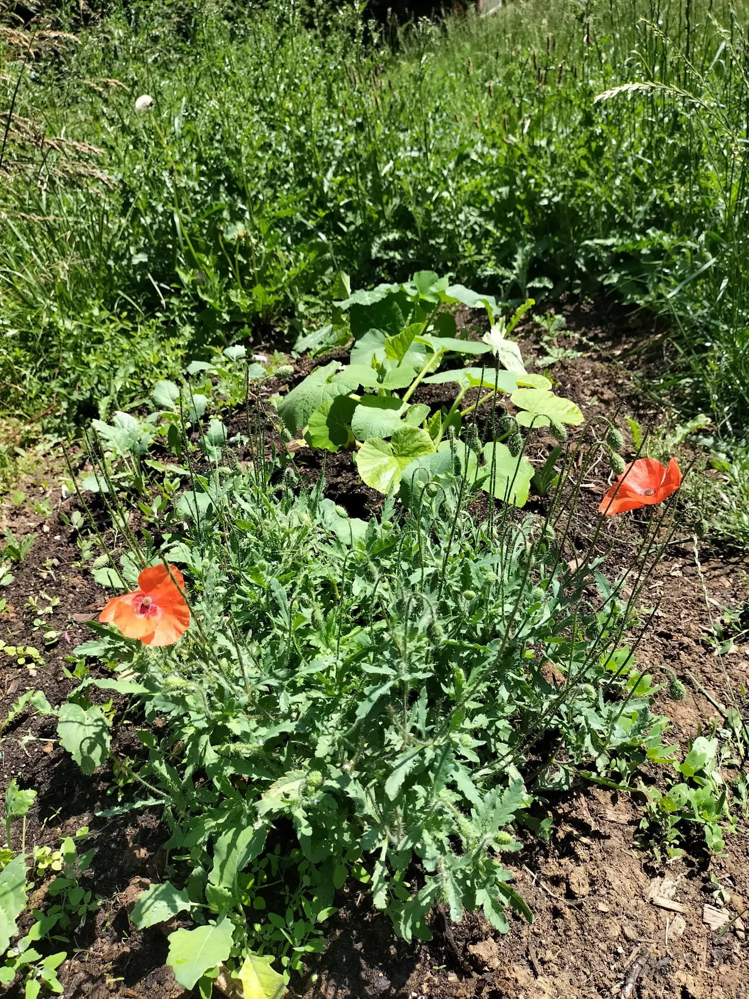 Mohnblumen im Gartenbeet