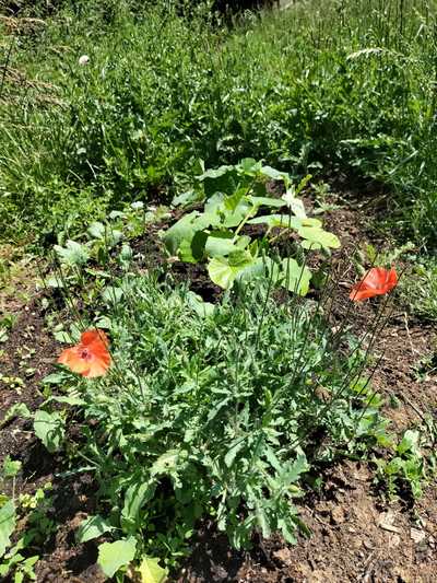 Mohnblumen im Gartenbeet