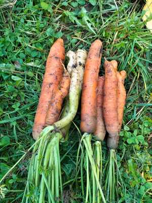 Büschel Karotten